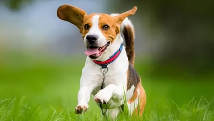 10% Off Chewy Gift Cards
